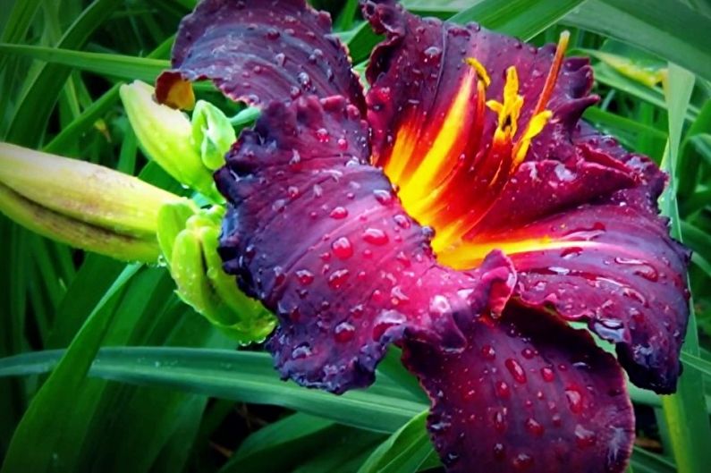 Daylily - foto