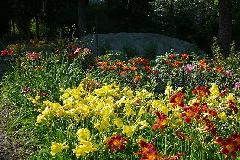 Hemerocallis - foto