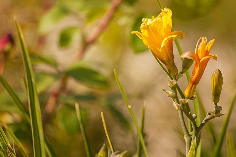 Daylily - fotoğraf