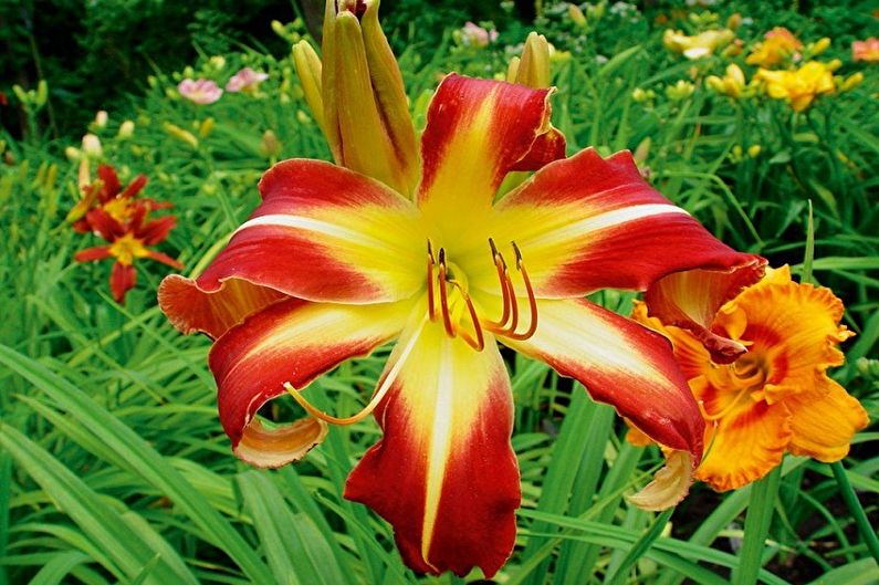 Daylily - foto