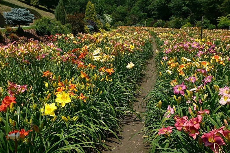 Hemerocallis - foto