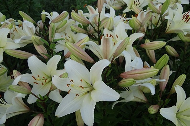 Daylily - fotoğraf