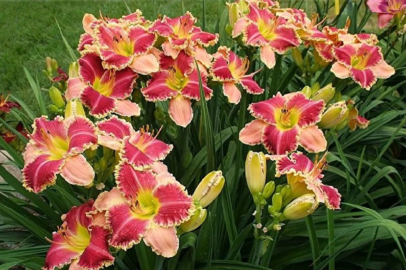 Daylily - foto