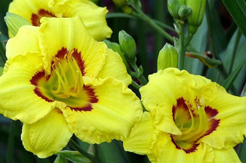 Daylily - foto