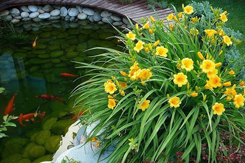 Daylily - ảnh