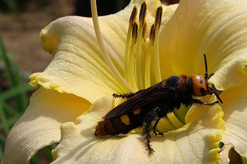 Hemerocallis - foto