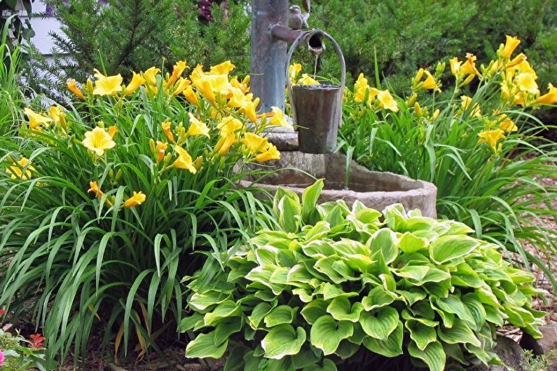 Daylily - fotografie