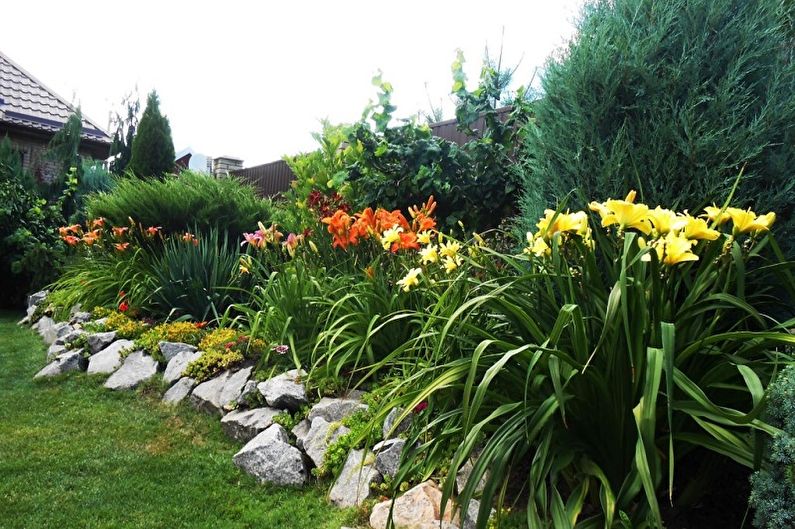 Daylily - fotoğraf