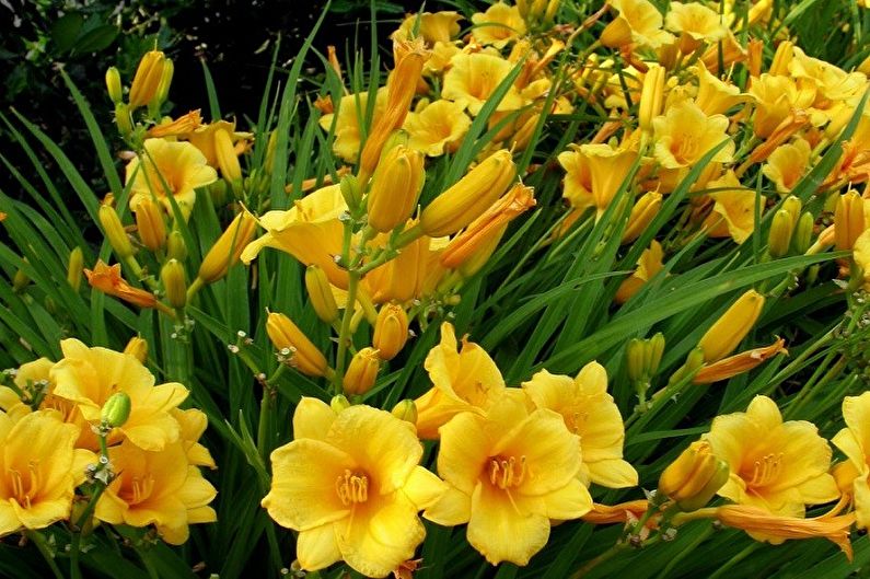 Daylily - foto