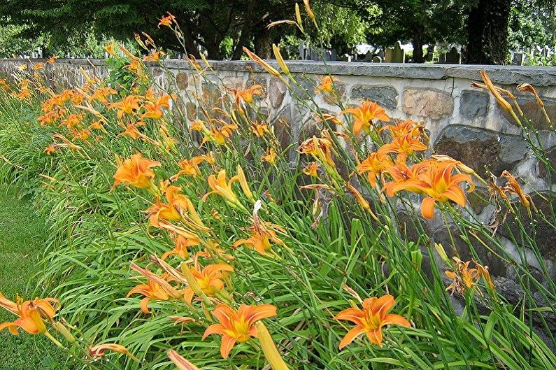 Daylily - fotografie