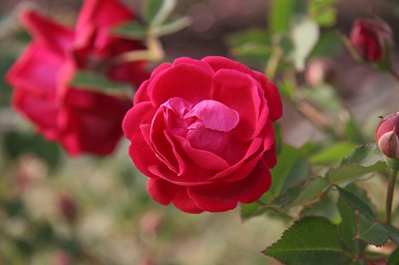 Rosa de Bengala