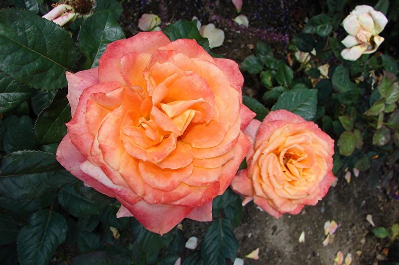 Rose Danica Mix