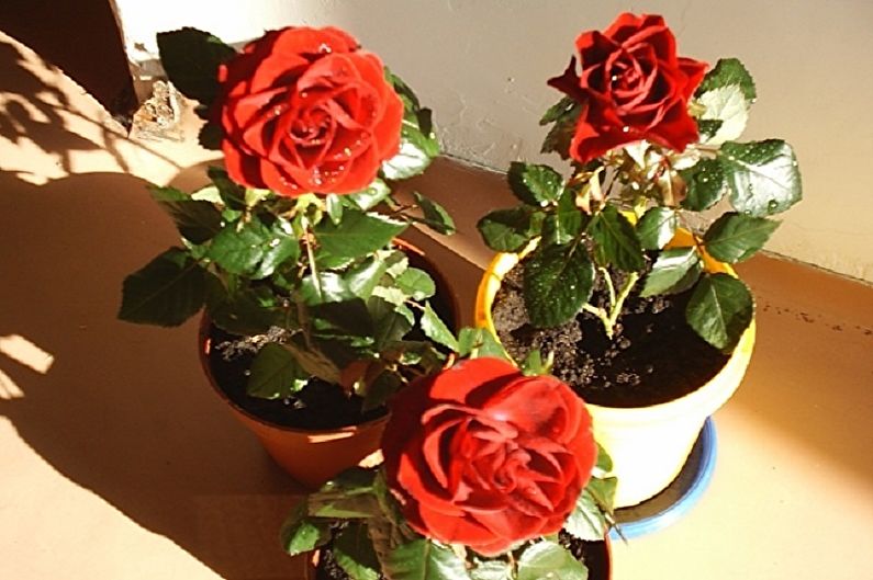 Indoor Rose - Verzorging