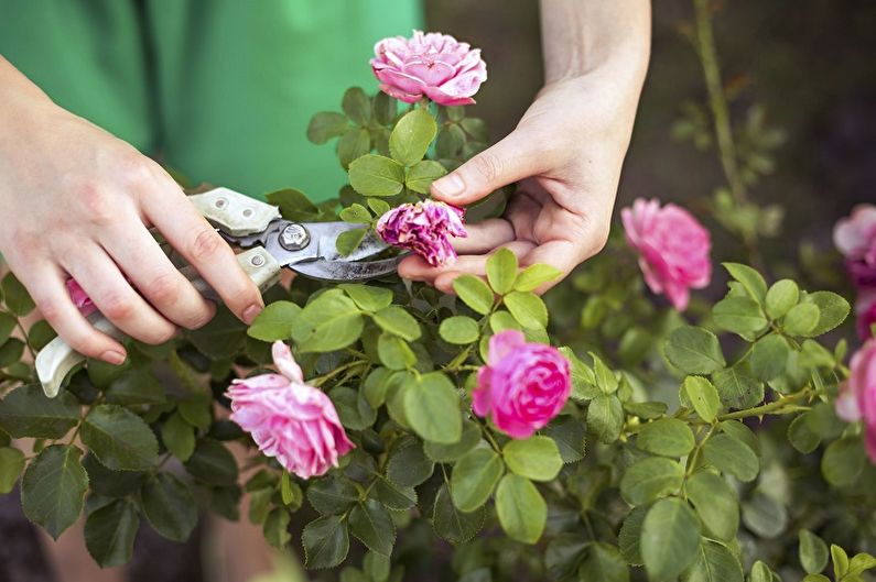 Indoor Rose - Care