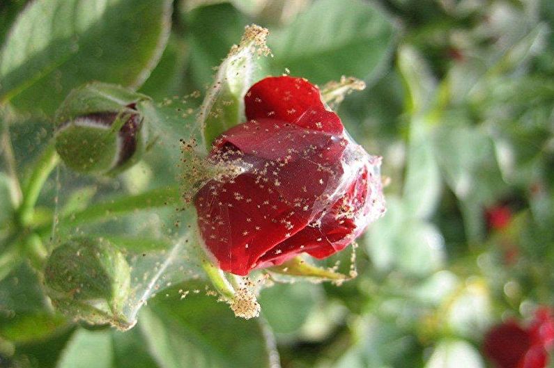 Rose d'intérieur - Lutte contre les ravageurs et les maladies