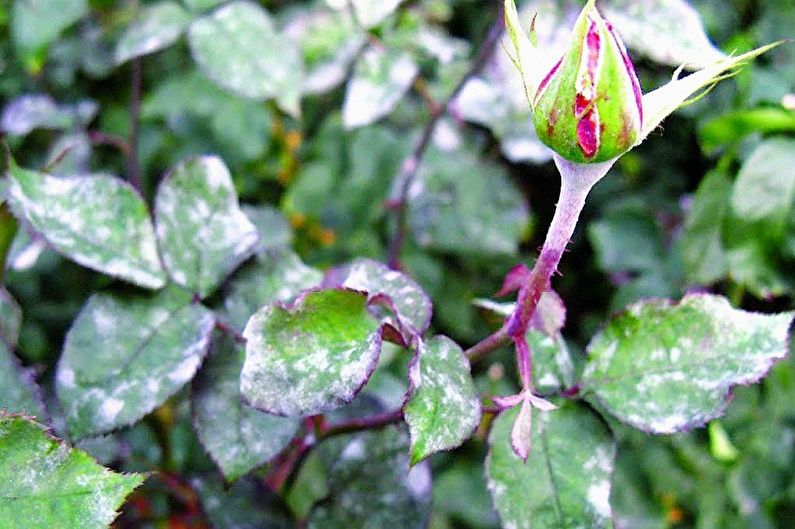 Indoor Rose - Bestrijding van plagen en ziekten