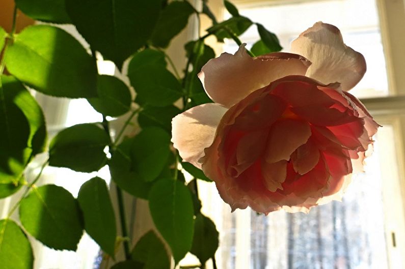 Indoor rose - photo