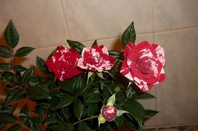 Indoor rose - foto