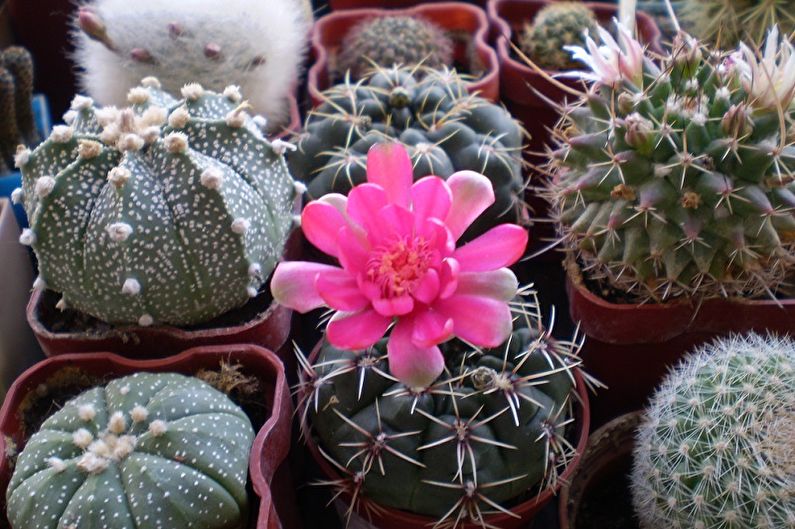 Cacti tự làm - Đặc điểm chung