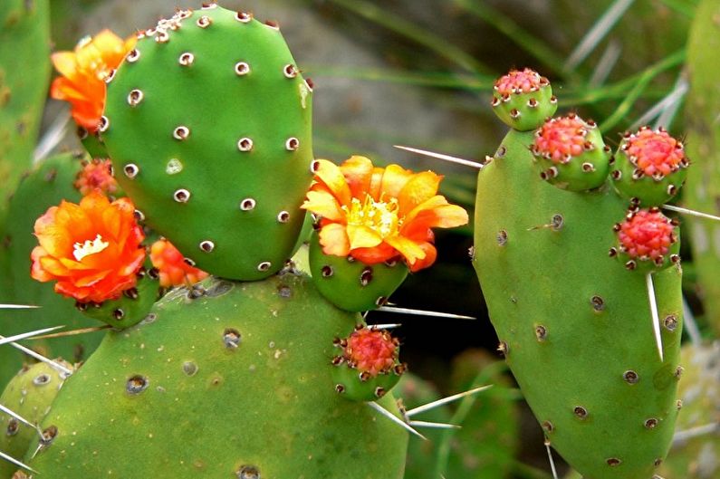 Zelfgemaakte cactussen - Opuntia