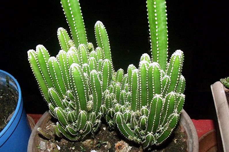 Kotitekoiset kaktus - Cereus