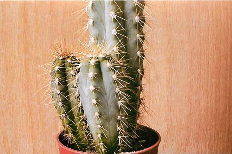 Ev yapımı kaktüsler - Trichocereus