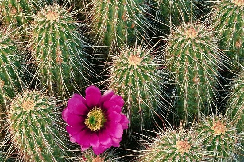 Cactos caseiros - Echinocereus