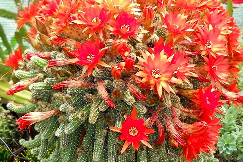 Cactus fatti in casa - Chametereus Silvestri