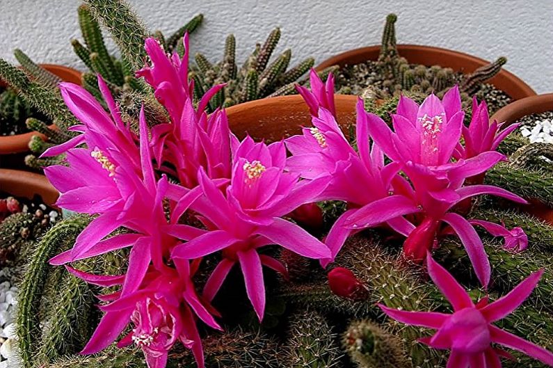 Domácí kaktusy - Aporocactus