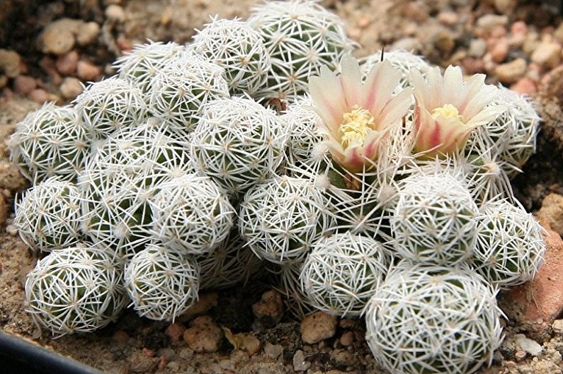 Ev yapımı Kaktüsler - Mammillaria