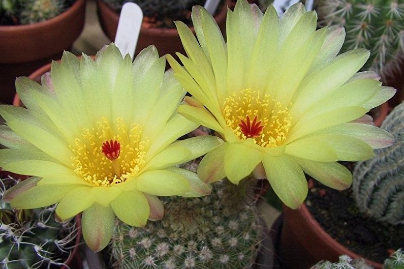 Cactos caseiros - Notocactus