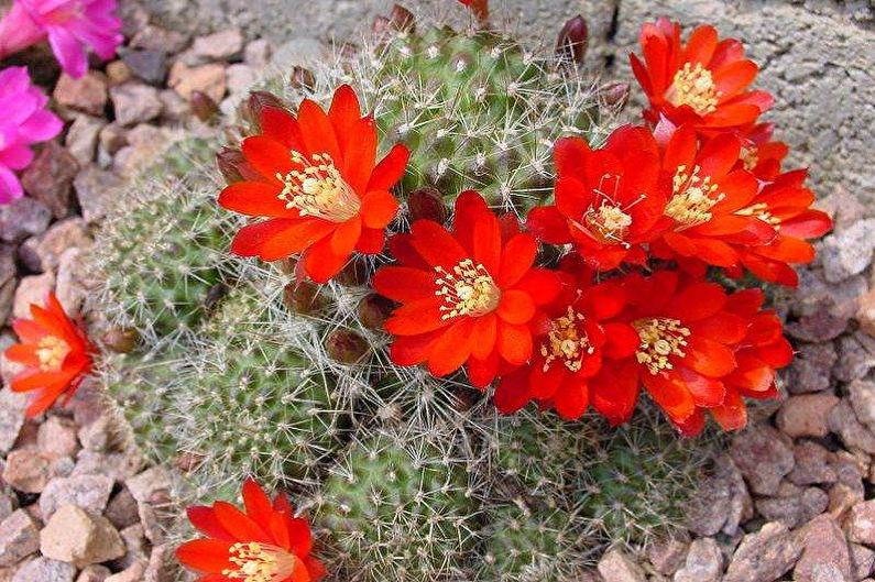 Cactus fatti in casa - Rebucia