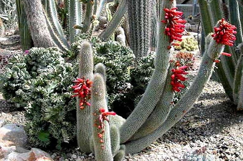 Cactos caseiros - Kleistocactus Strauss