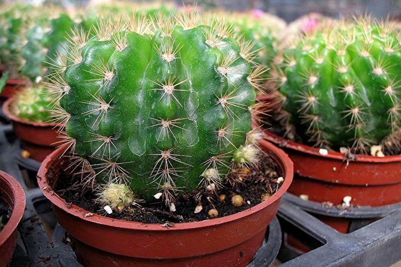 Cuidado casero del cactus