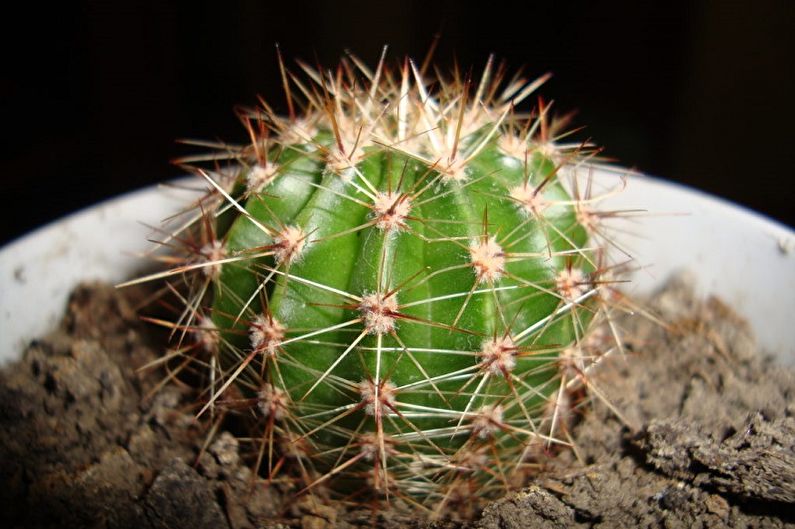 Cactus em casa