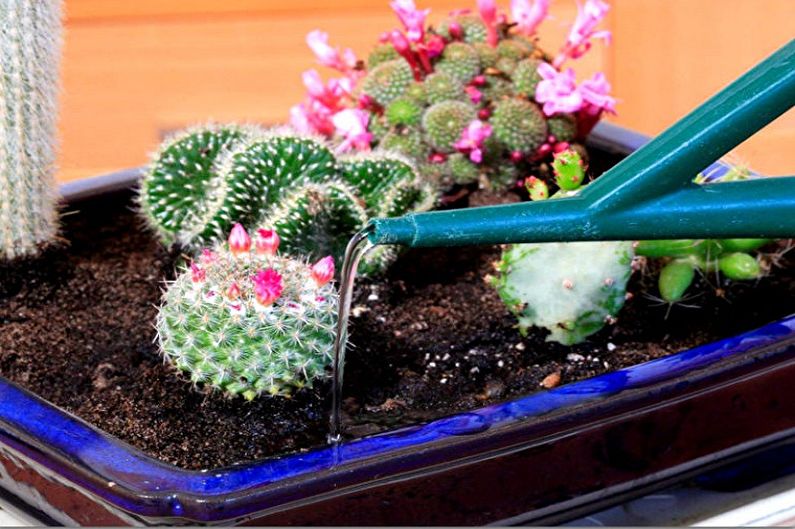 Cacti tự làm - Tưới nước và độ ẩm