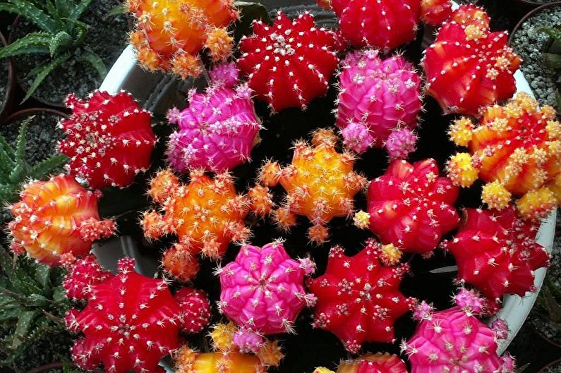 Homemade Cacti - Watering and Humidity