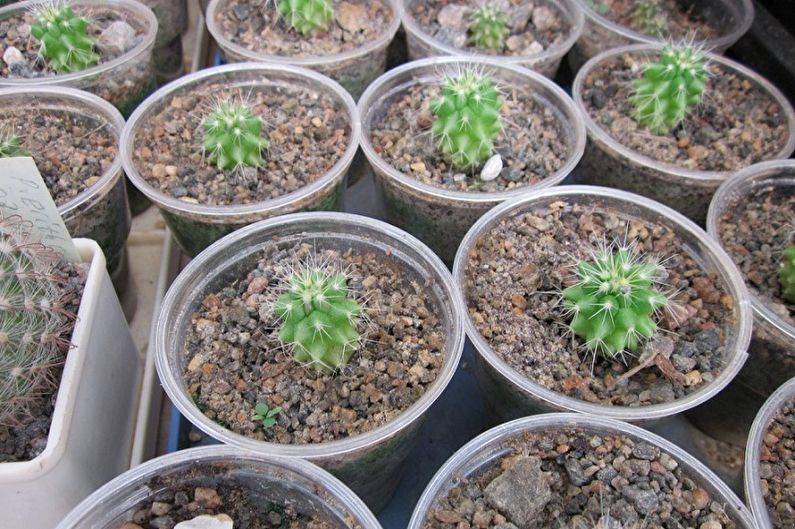 Zelfgemaakte cactussen - verplanten en fokken