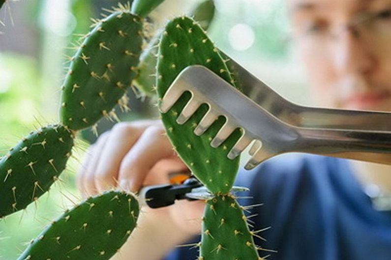 Cactus fatti in casa - trapianto e allevamento