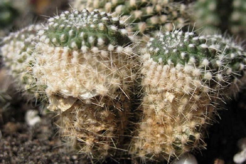 Homemade Cacti - Pest and Disease Control