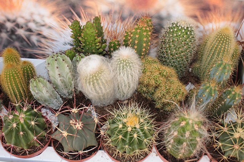 Cactus faits maison - Photo