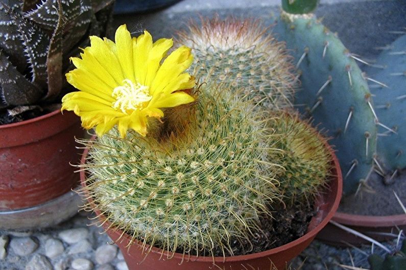 Zelfgemaakte cactussen - foto