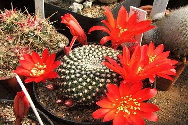 Cacti tự làm - Ảnh