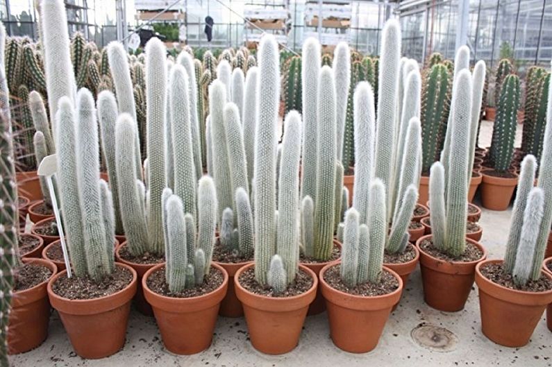 Cactus fatti in casa - Foto