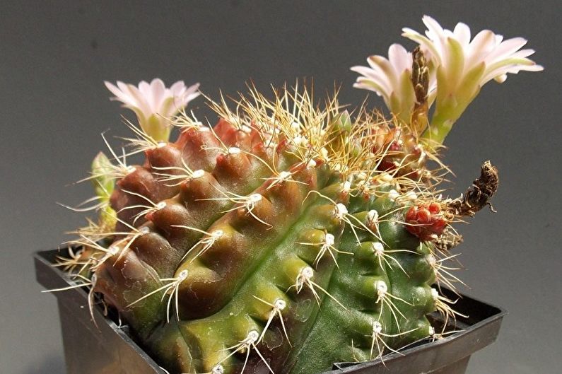 Cacti tự làm - Ảnh