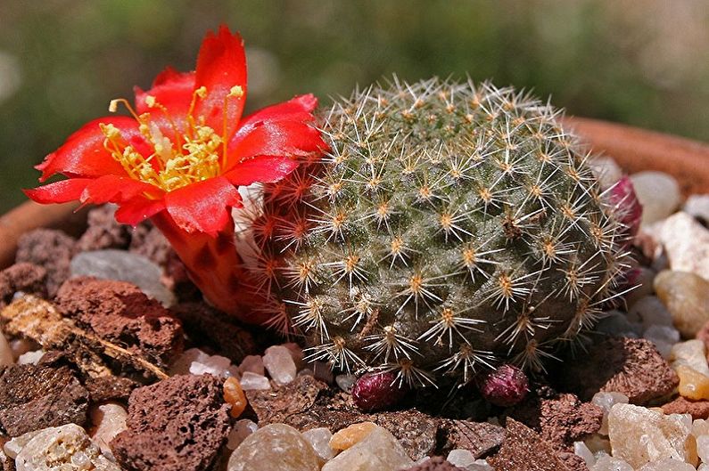 Homemade Cacti - ภาพถ่าย