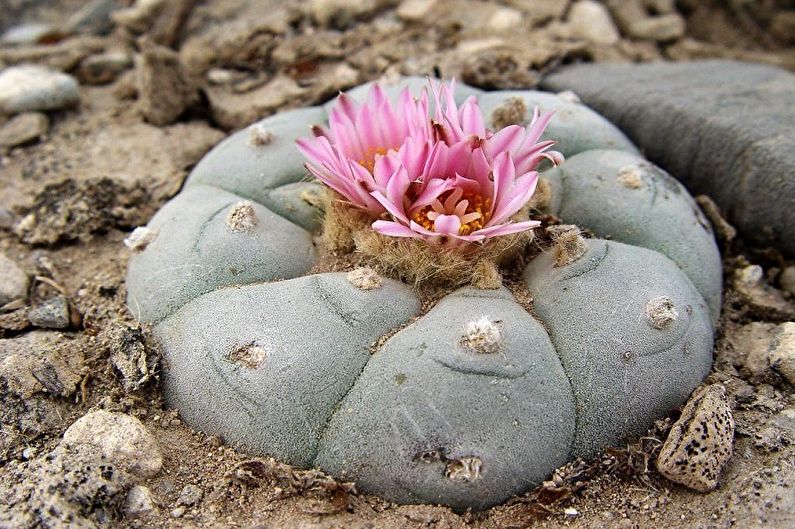 Homemade Cacti - Photo