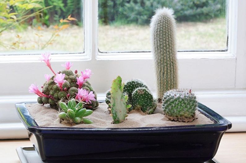 Zelfgemaakte cactussen - foto