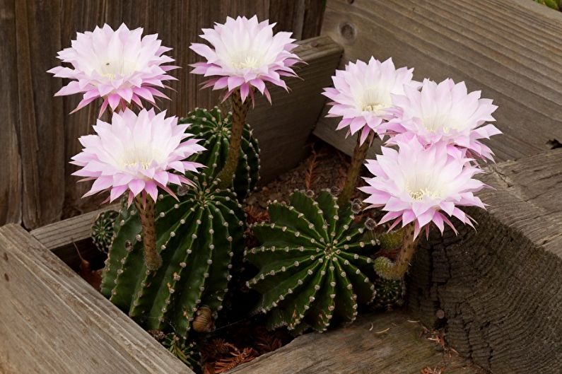 Homemade Cacti - ภาพถ่าย