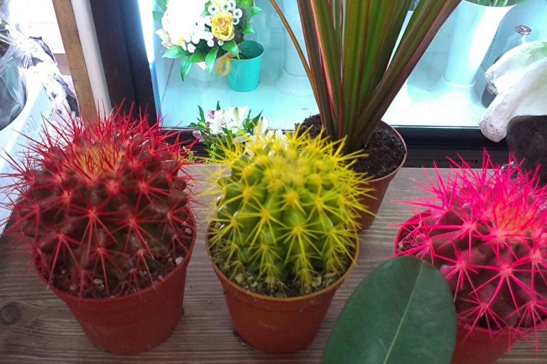 Homemade Cacti - ภาพถ่าย